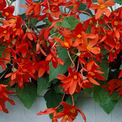 Begonia Bertinii naranja-rojo